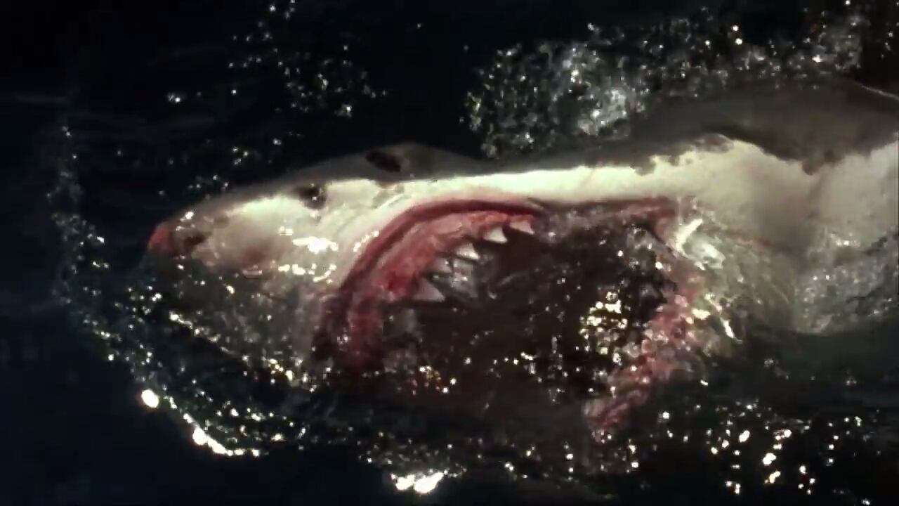 Shark Zone Movie Screenshot 1