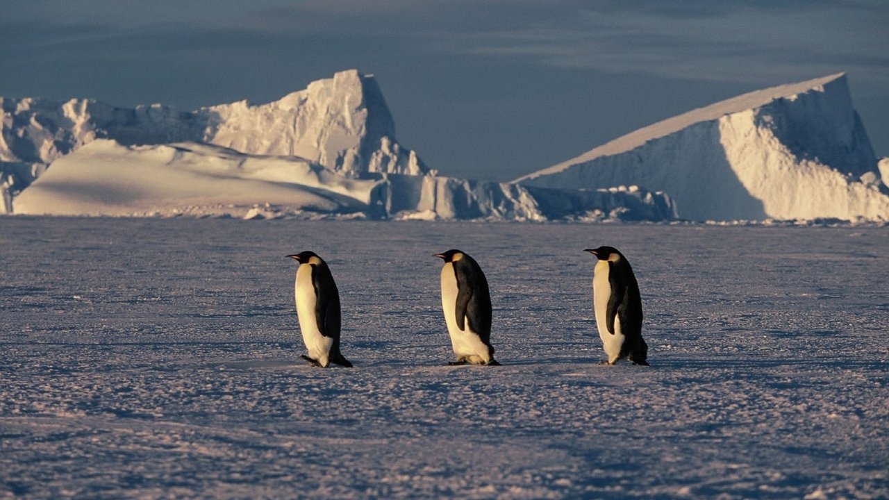 March of the Penguins Movie Screenshot 5