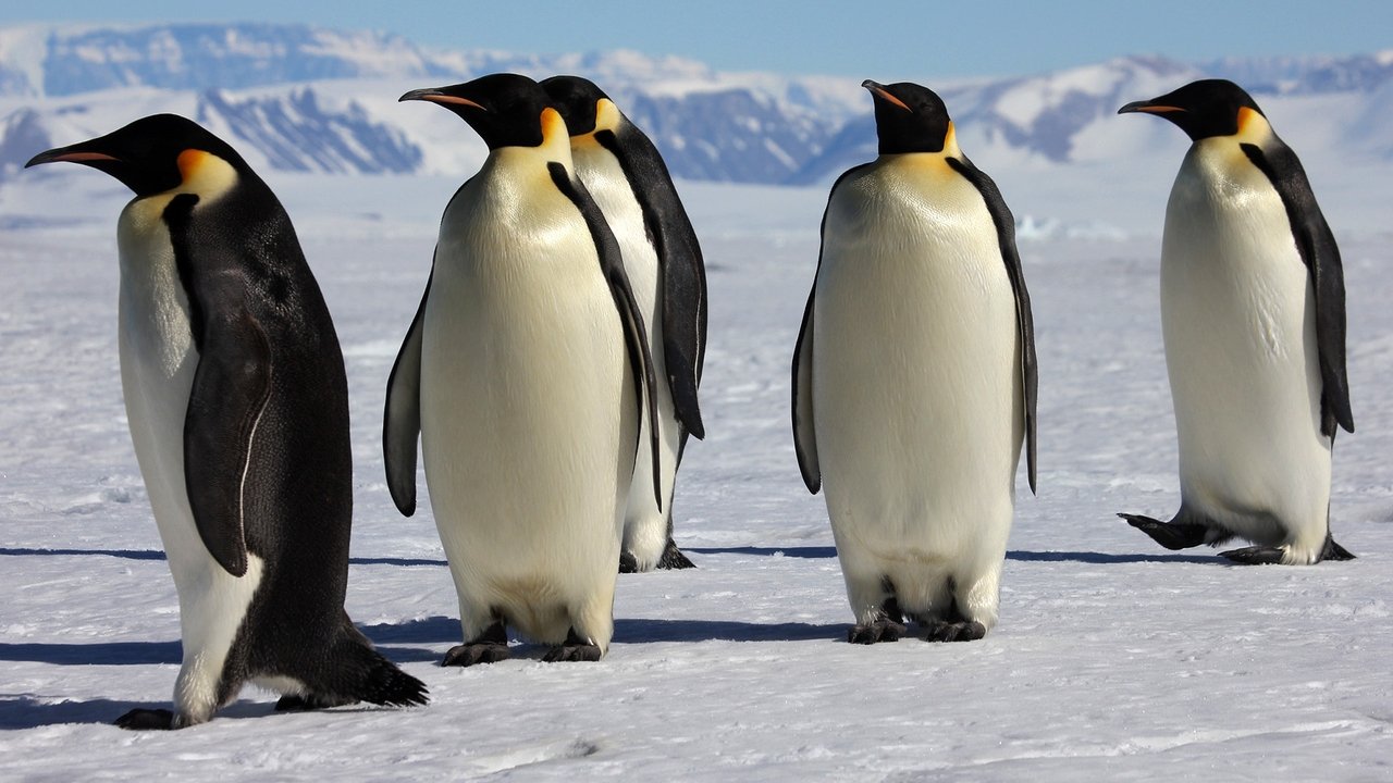 March of the Penguins Movie Screenshot 2