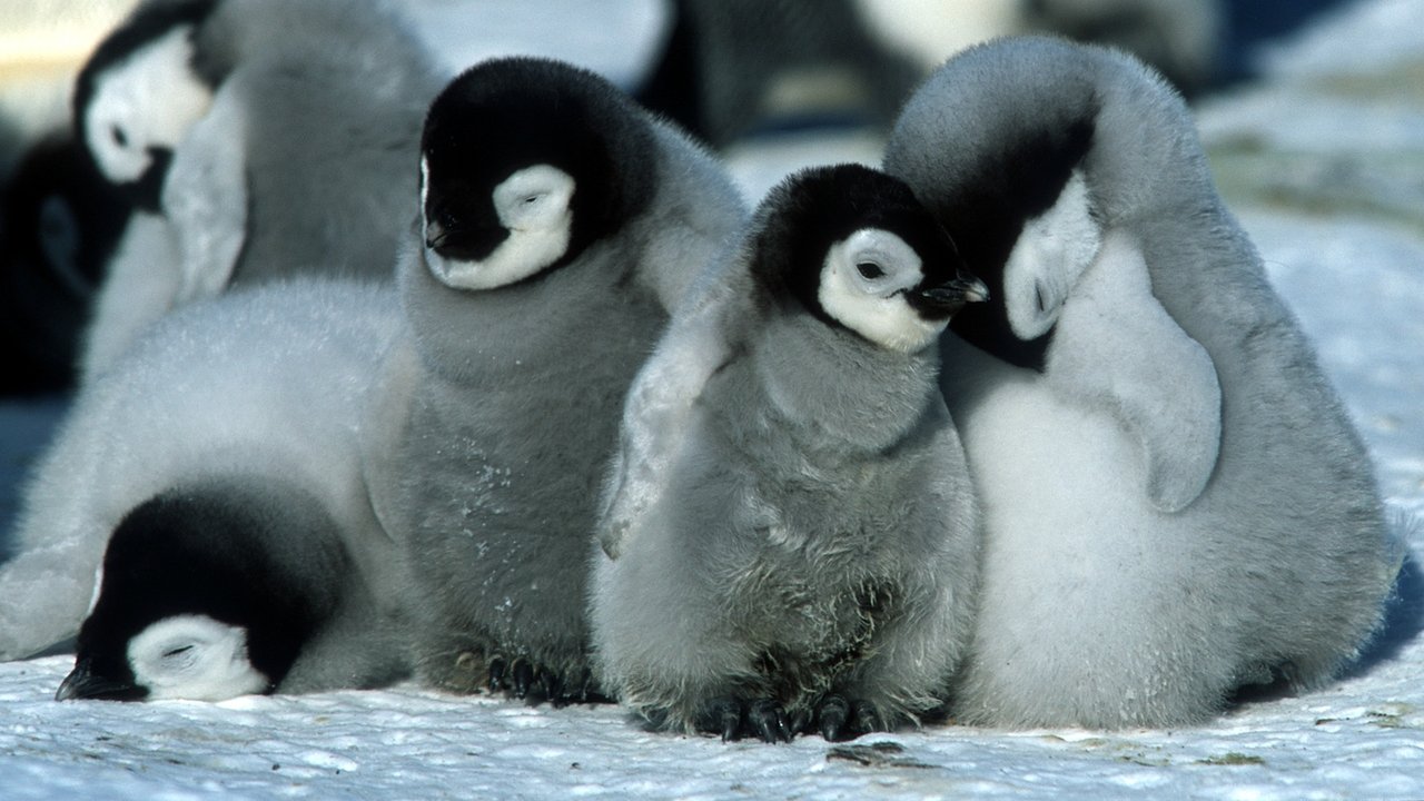 March of the Penguins Movie Screenshot 1