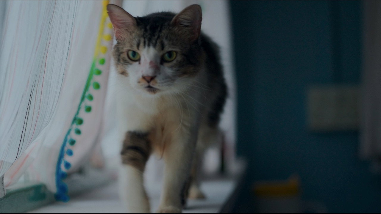Max, Min and Meowzaki Movie Screenshot 2