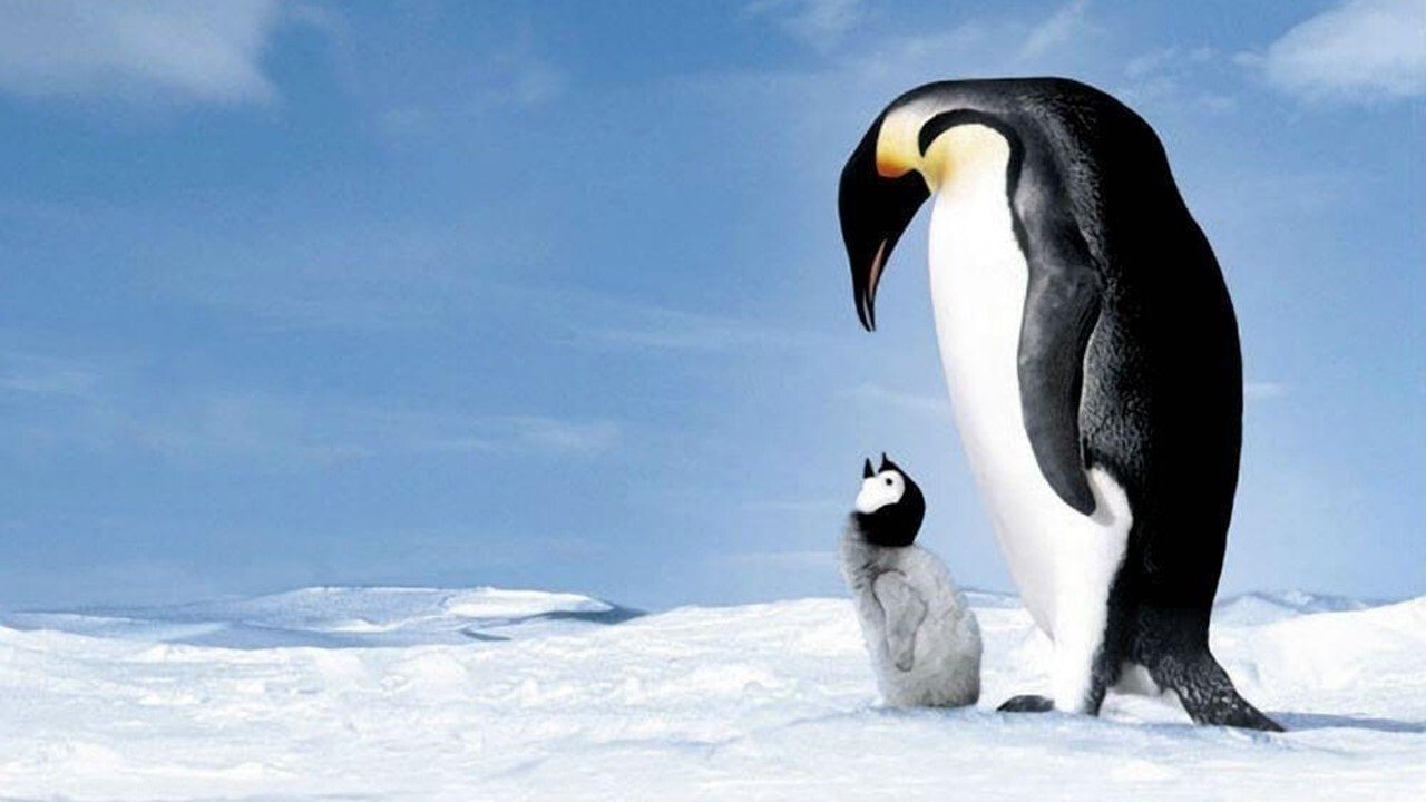 March of the Penguins Movie Screenshot 3
